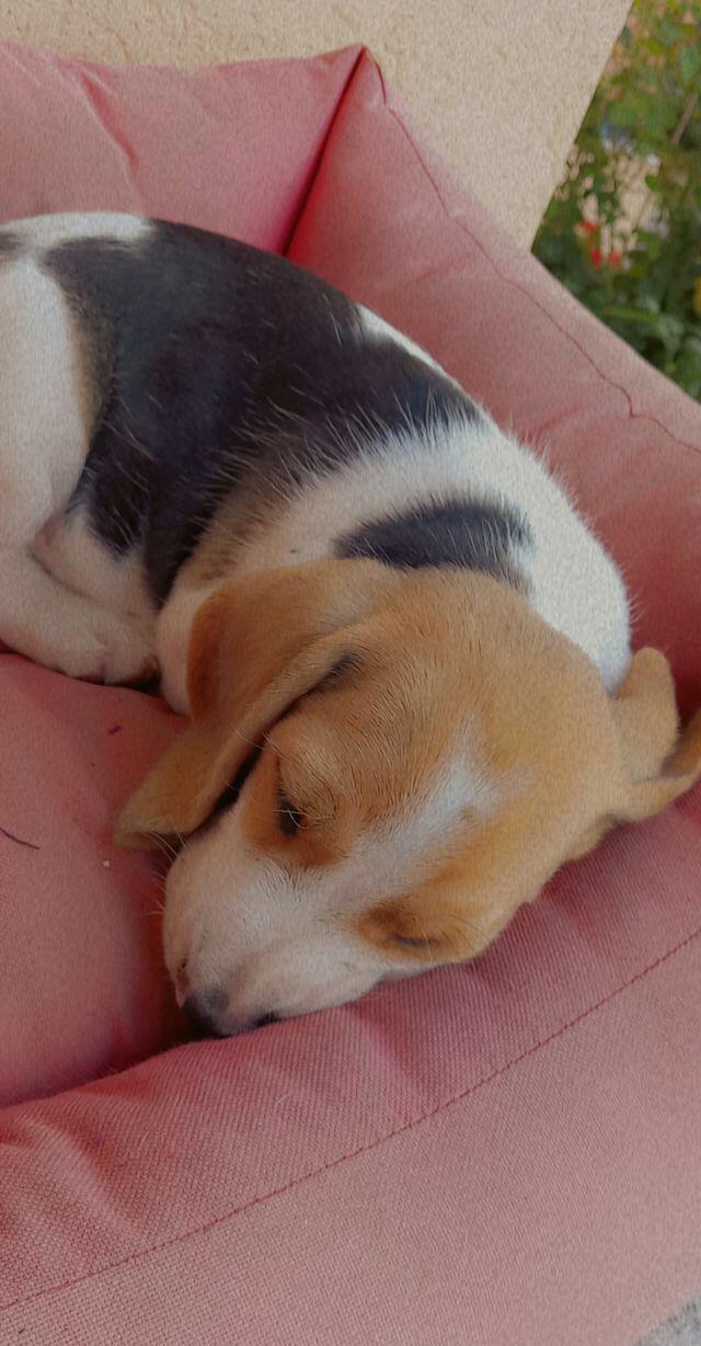 Vând căței Beagle rasa pura