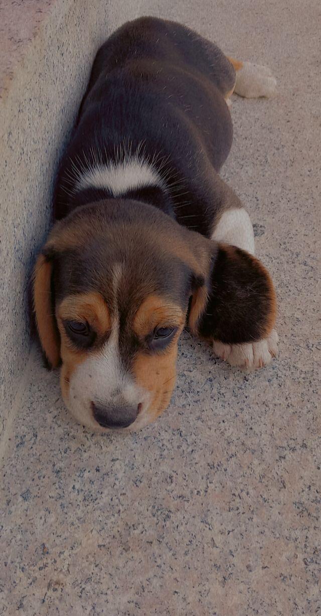 Vând căței Beagle rasa pura