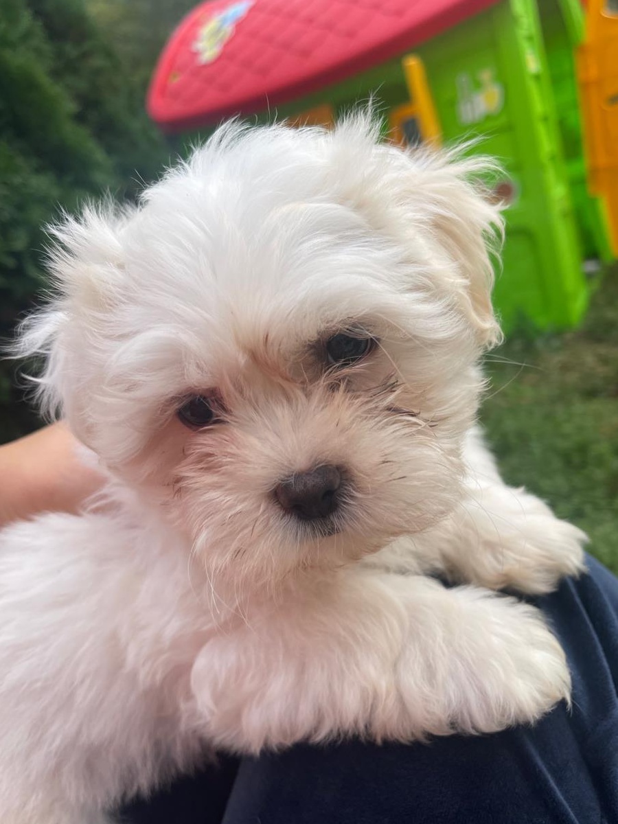 Vand catei bichon