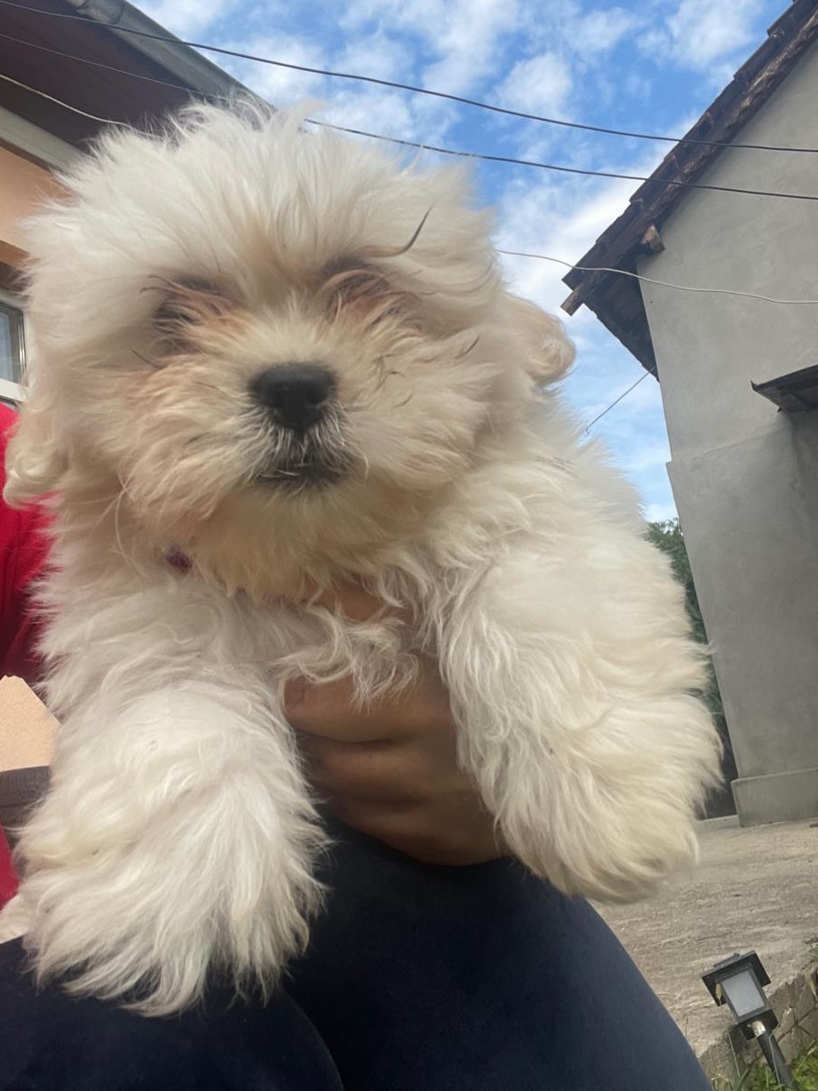 Vand catei bichon