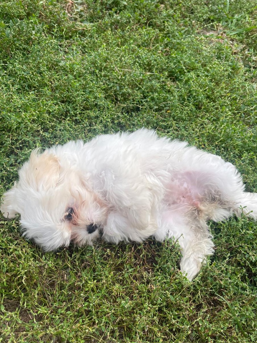Vand catei bichon