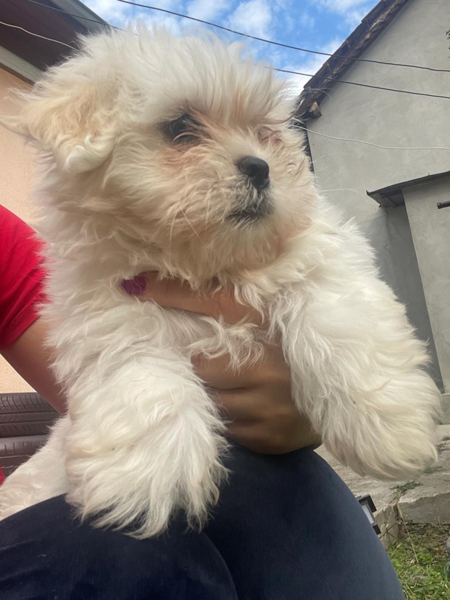 Vand catei bichon