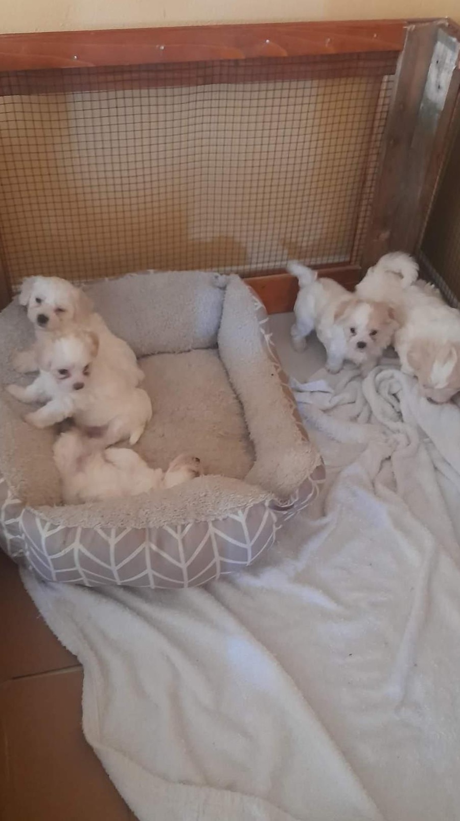 Vand căței bichon frisé