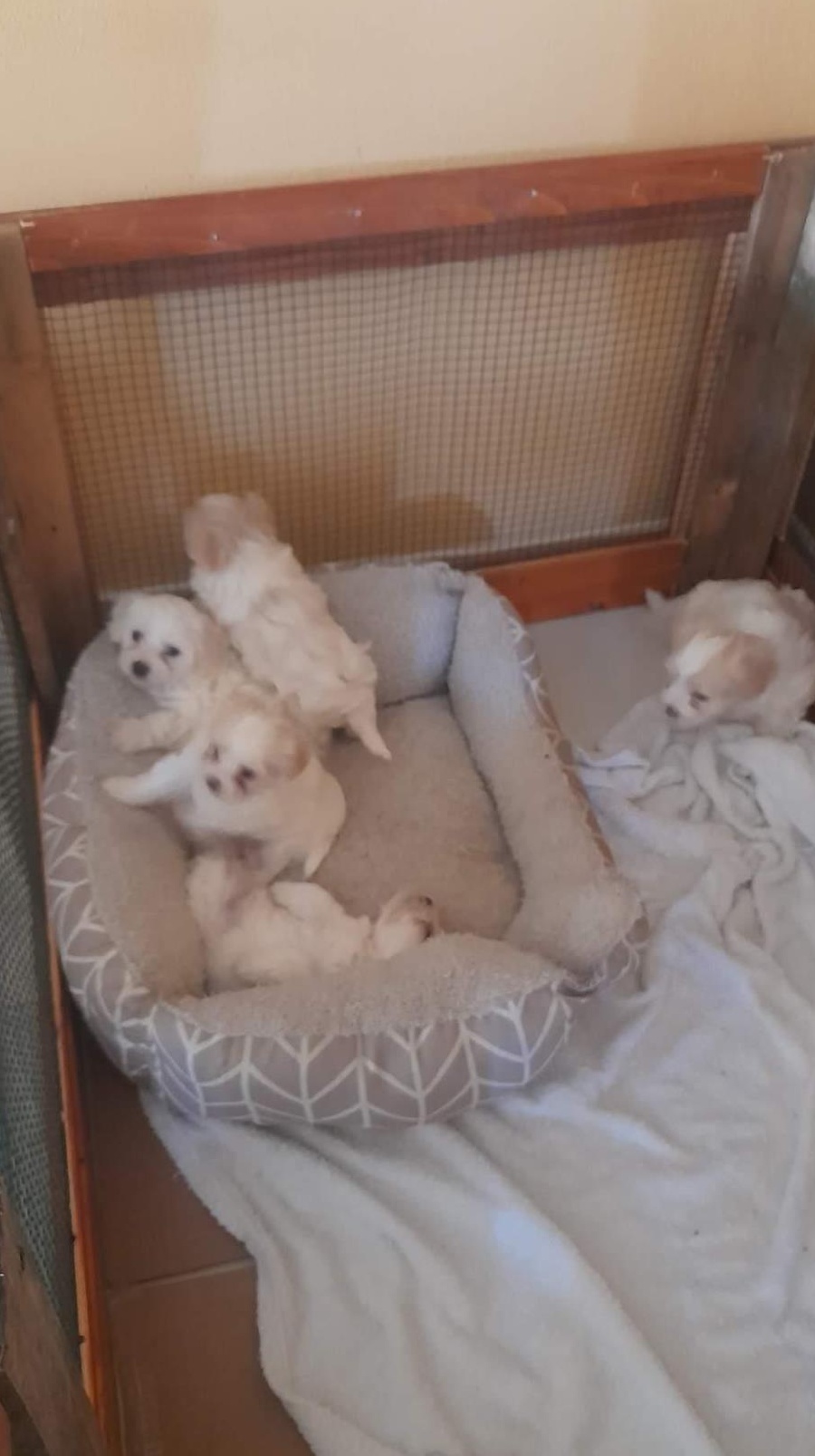 Vand căței bichon frisé