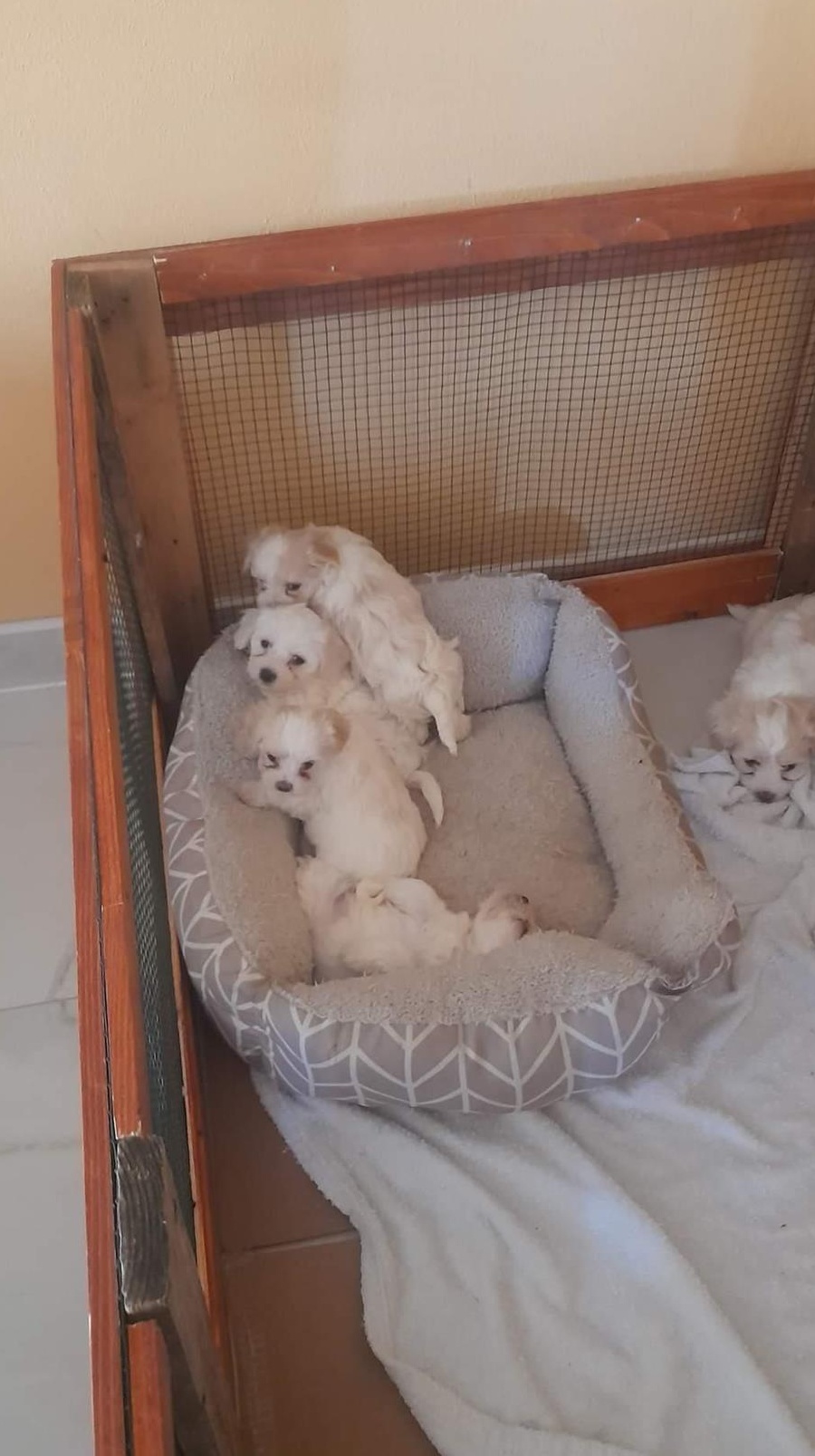 Vand căței bichon frisé