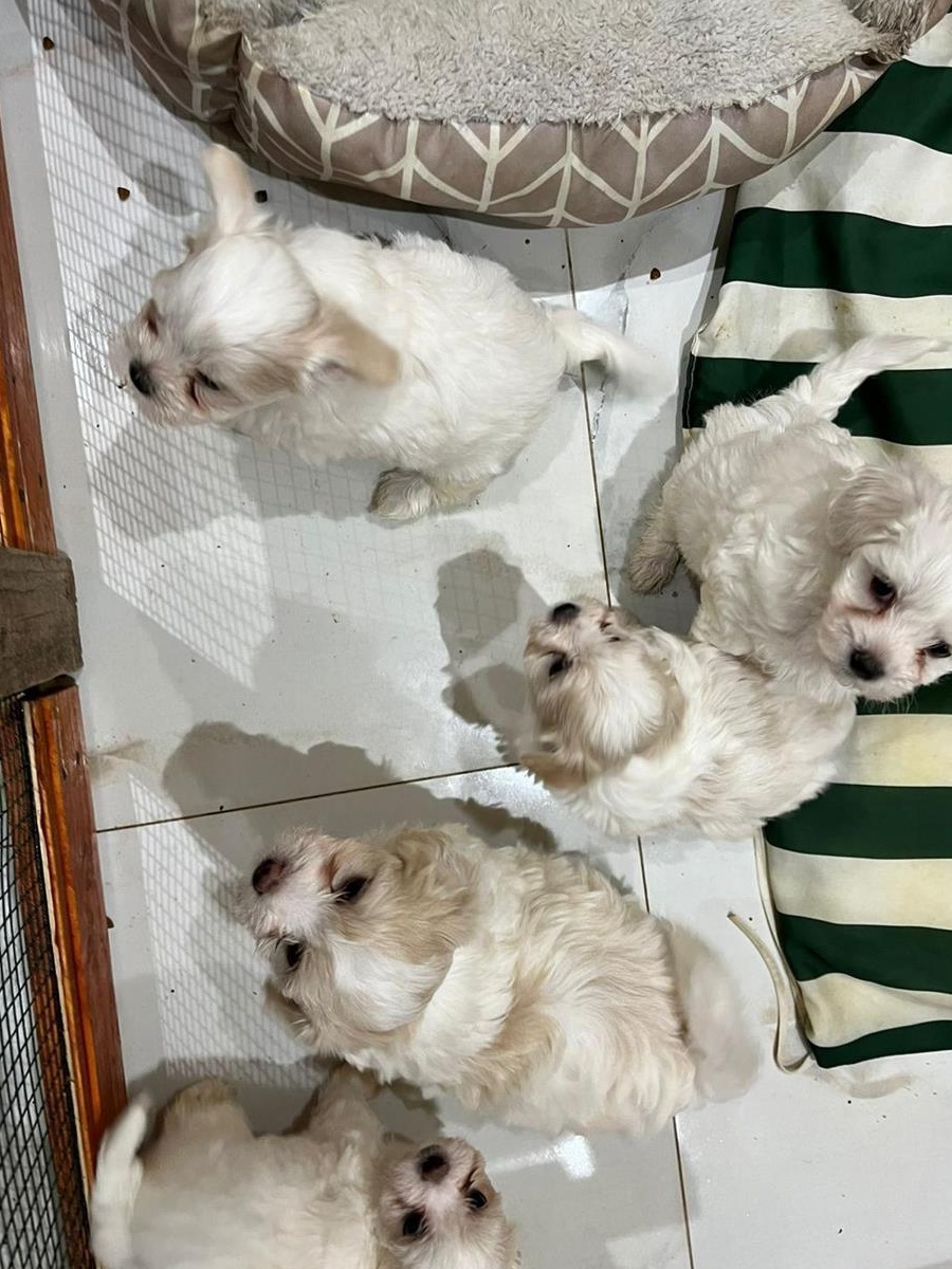 Vand căței bichon frisé