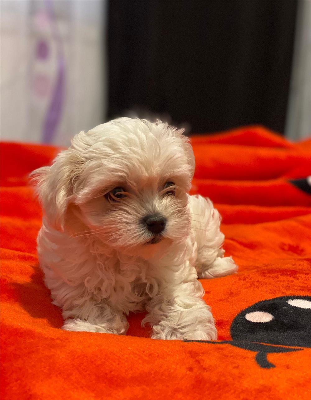 Vând căței bichon maltez 3 băieți și 2 fetițe
