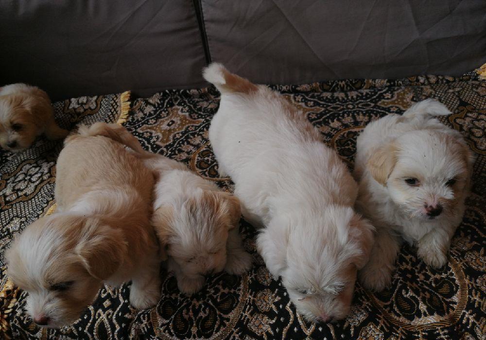 Vând căței bichon maltez