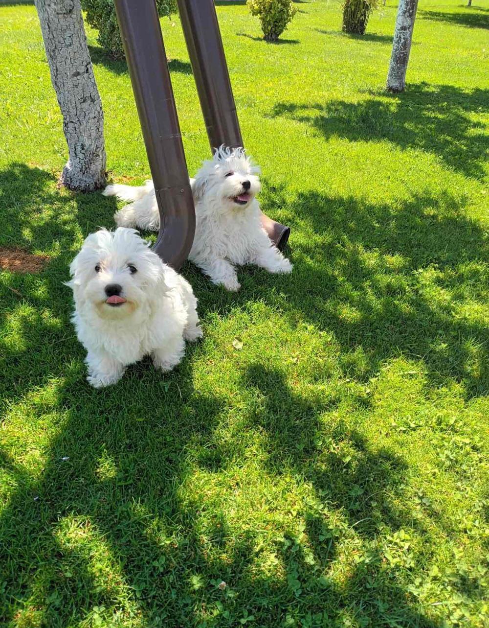 Vand catei bichon maltez cu pasaport