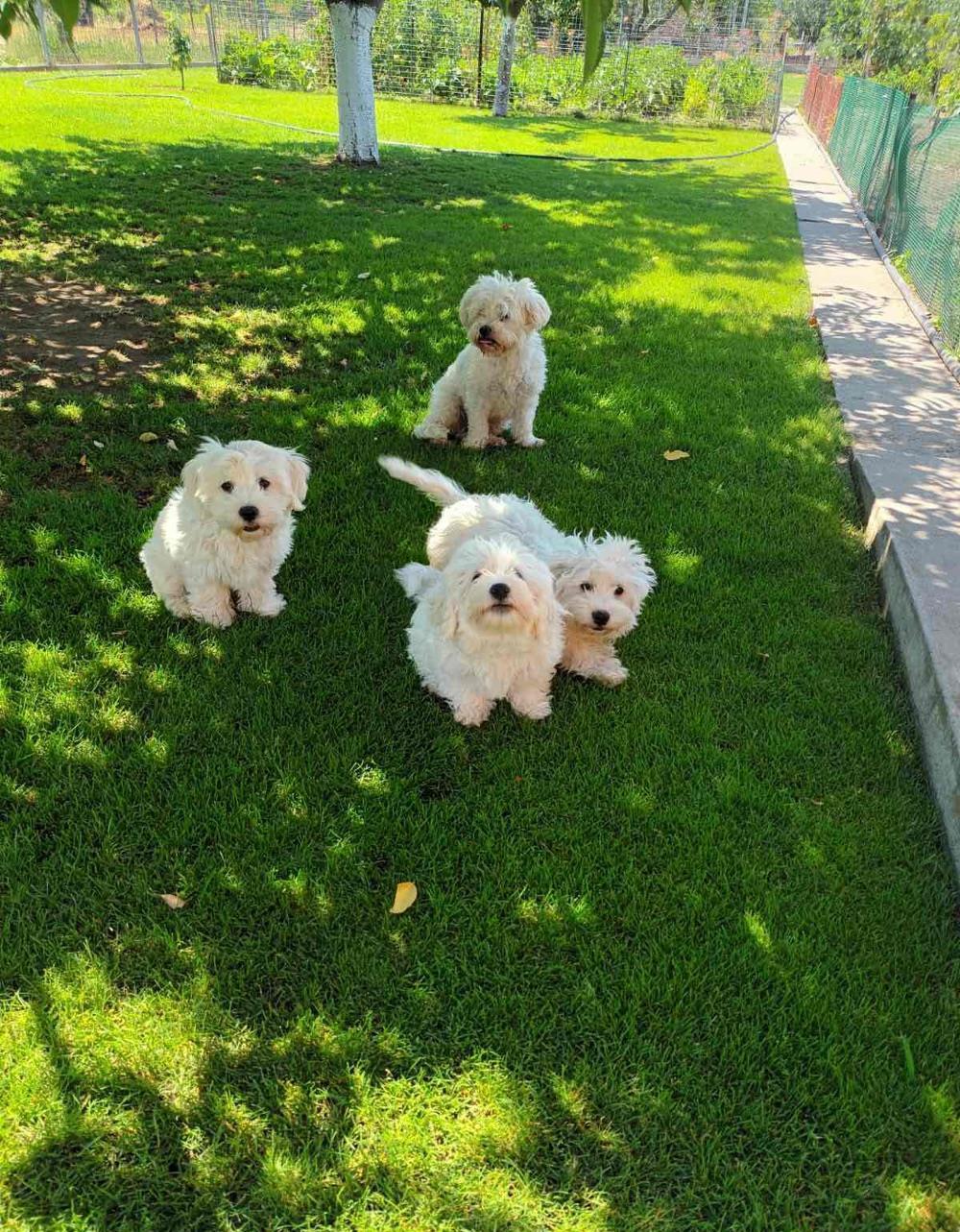 Vand catei bichon maltez cu pasaport