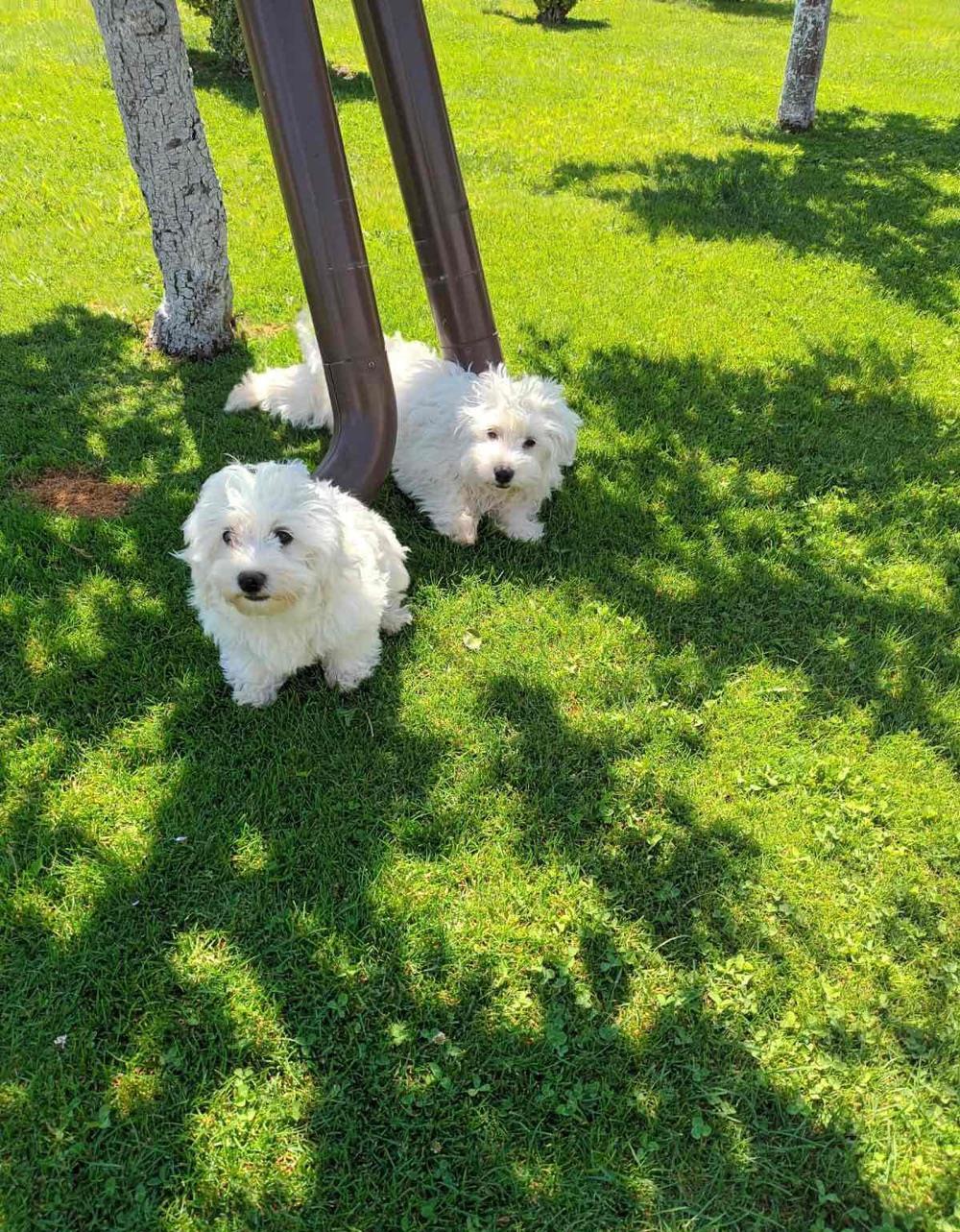 Vand catei bichon maltez cu pasaport