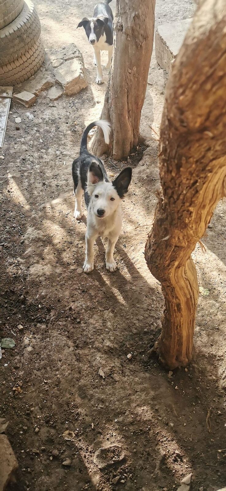Vand căței border collie