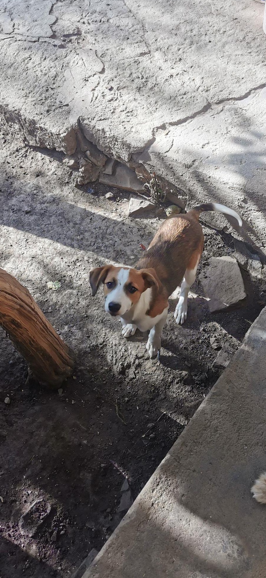 Vand căței border collie