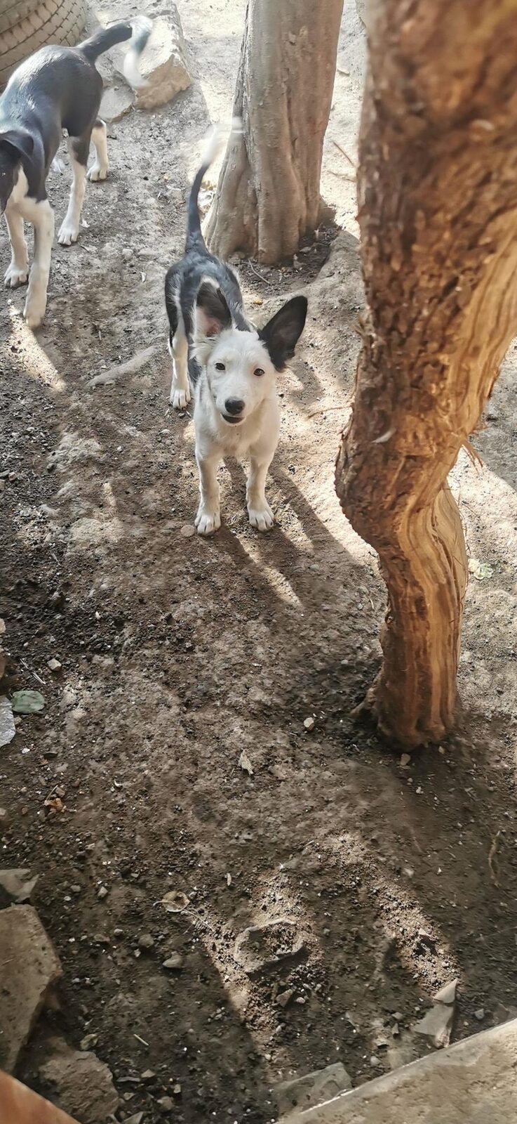 Vand căței border collie