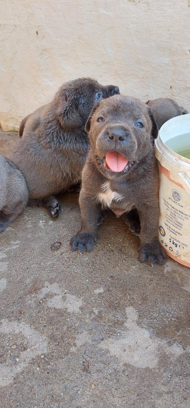 Vand catei Cane Corso