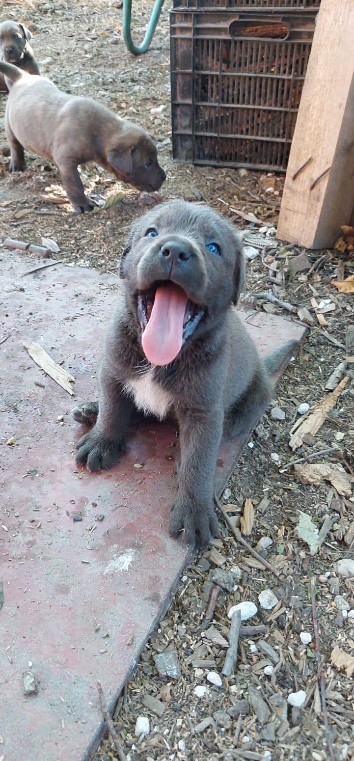 Vand catei Cane Corso