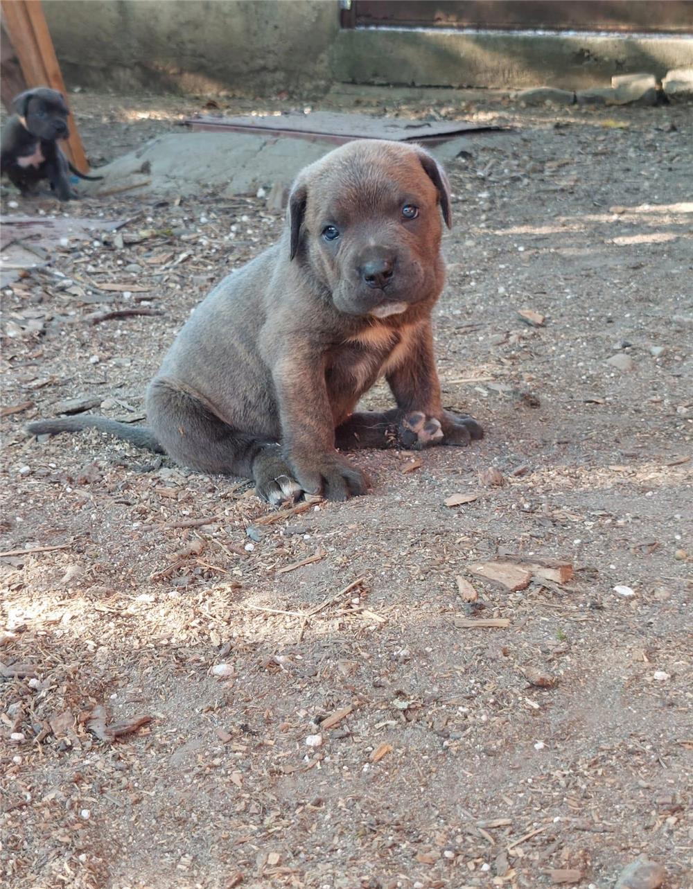 Vand catei Cane Corso