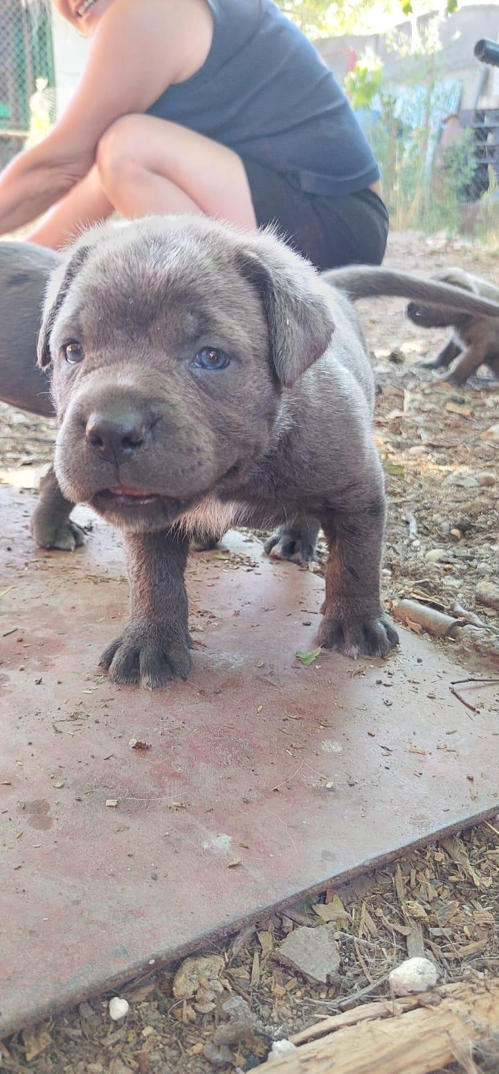 Vand catei Cane Corso