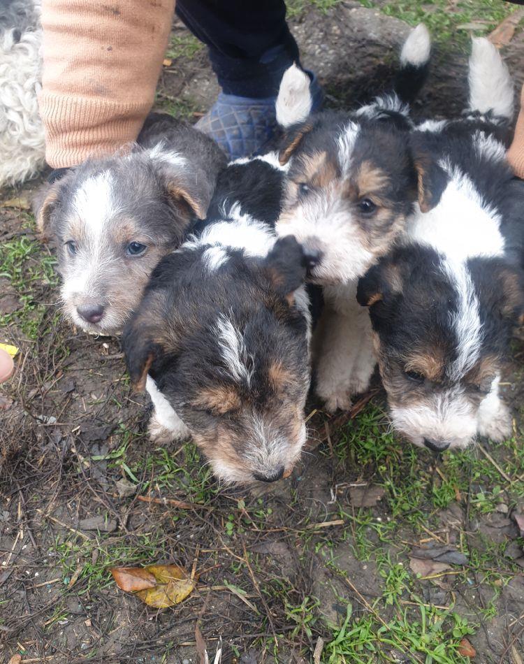 Vând căței Fox Terrier