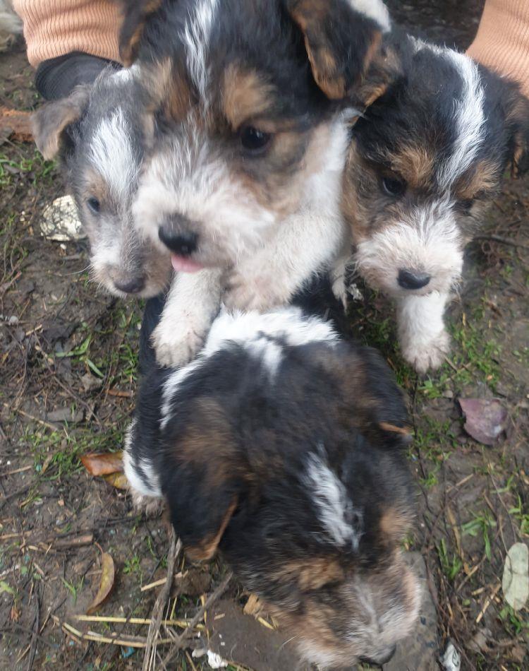 Vând căței Fox Terrier
