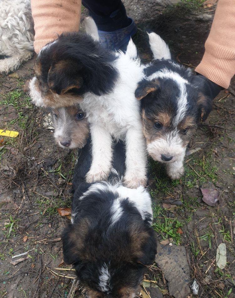 Vând căței Fox Terrier