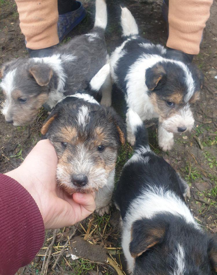Vând căței Fox Terrier