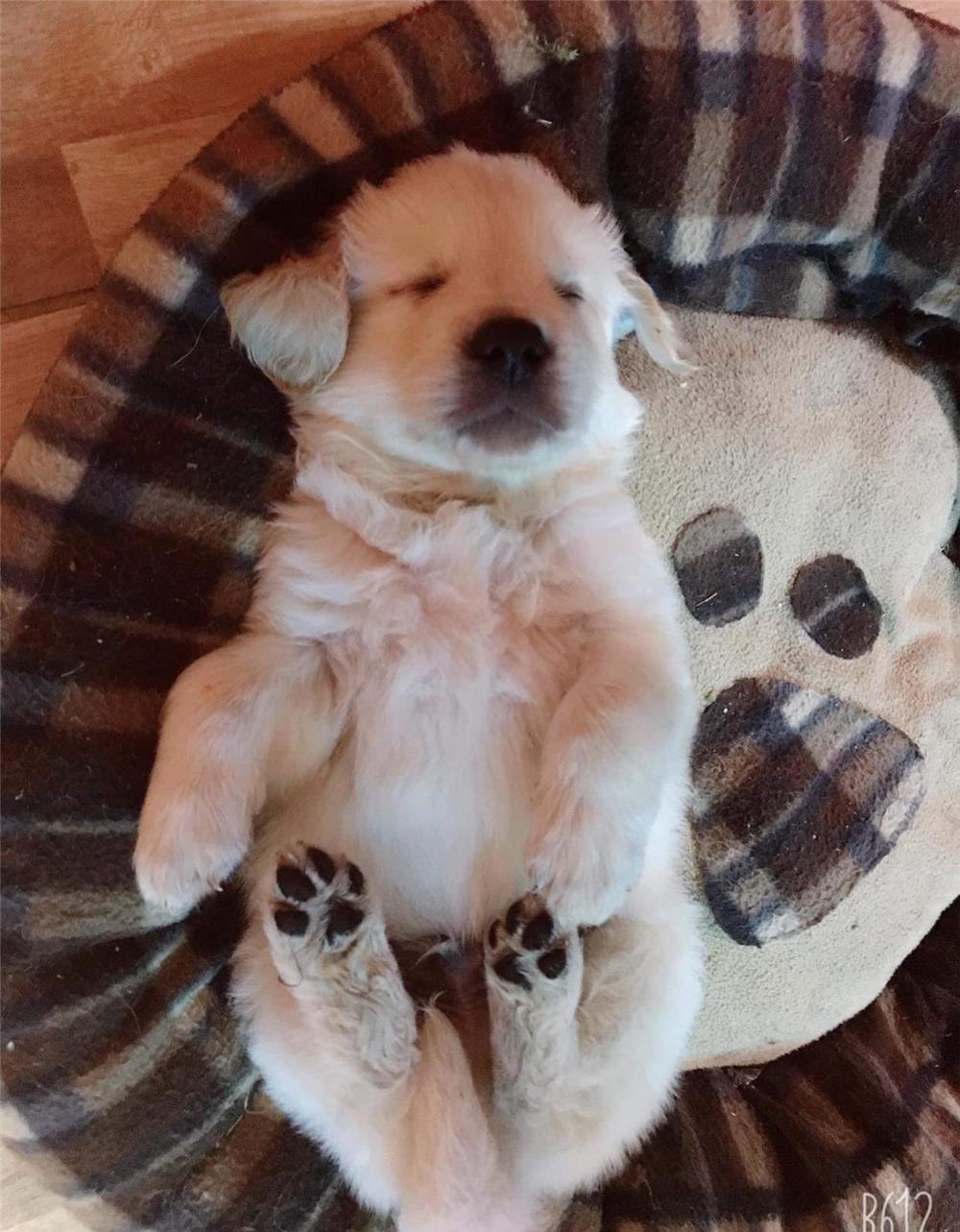 Vand Catei Golden Retriver cu Labrador
