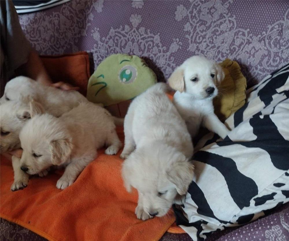Vand Catei Golden Retriver cu Labrador