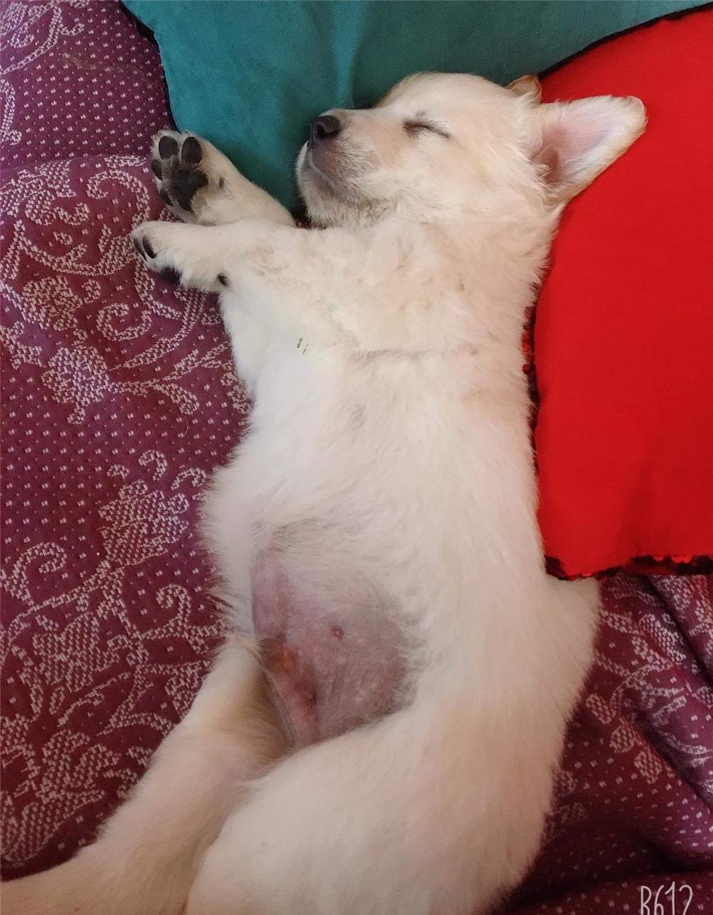 Vand Catei Golden Retriver cu Labrador