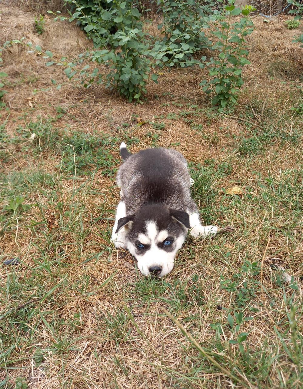 Vand cătei husky siberian