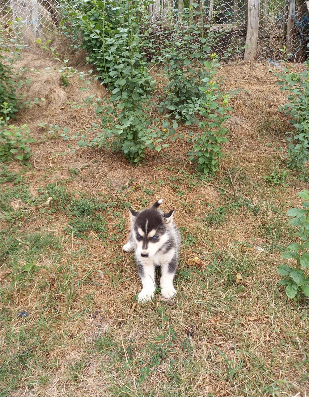 Vand cătei husky siberian