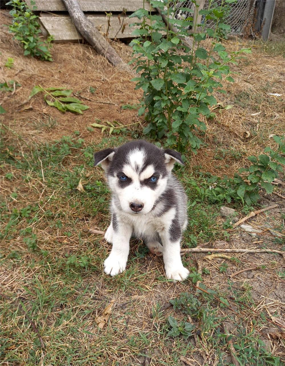Vand cătei husky siberian