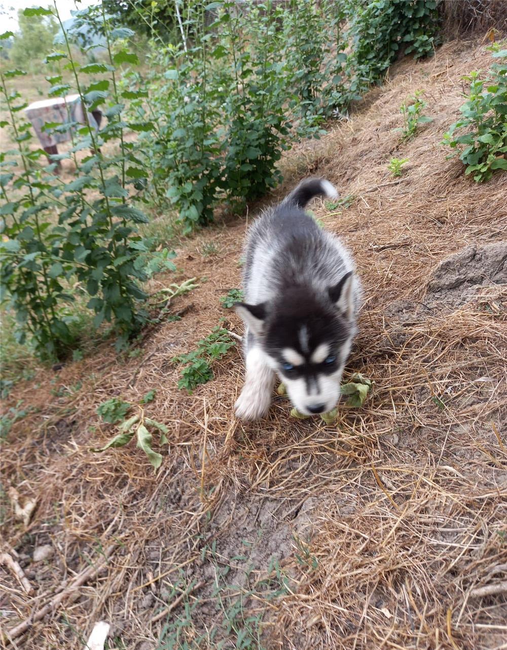 Vand cătei husky siberian