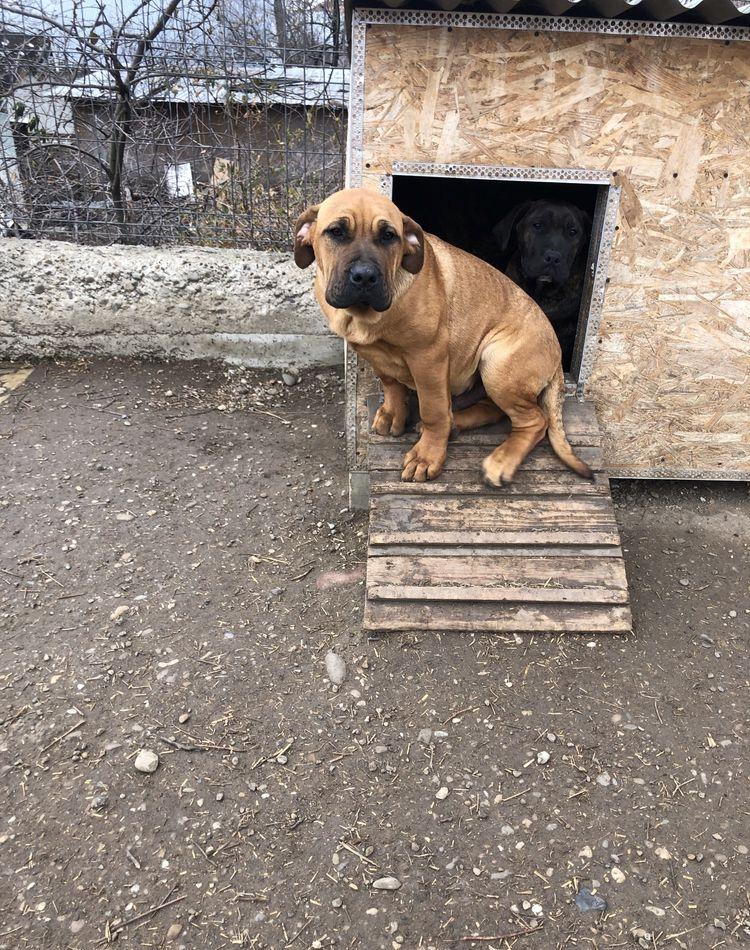 Vand catei presa canario