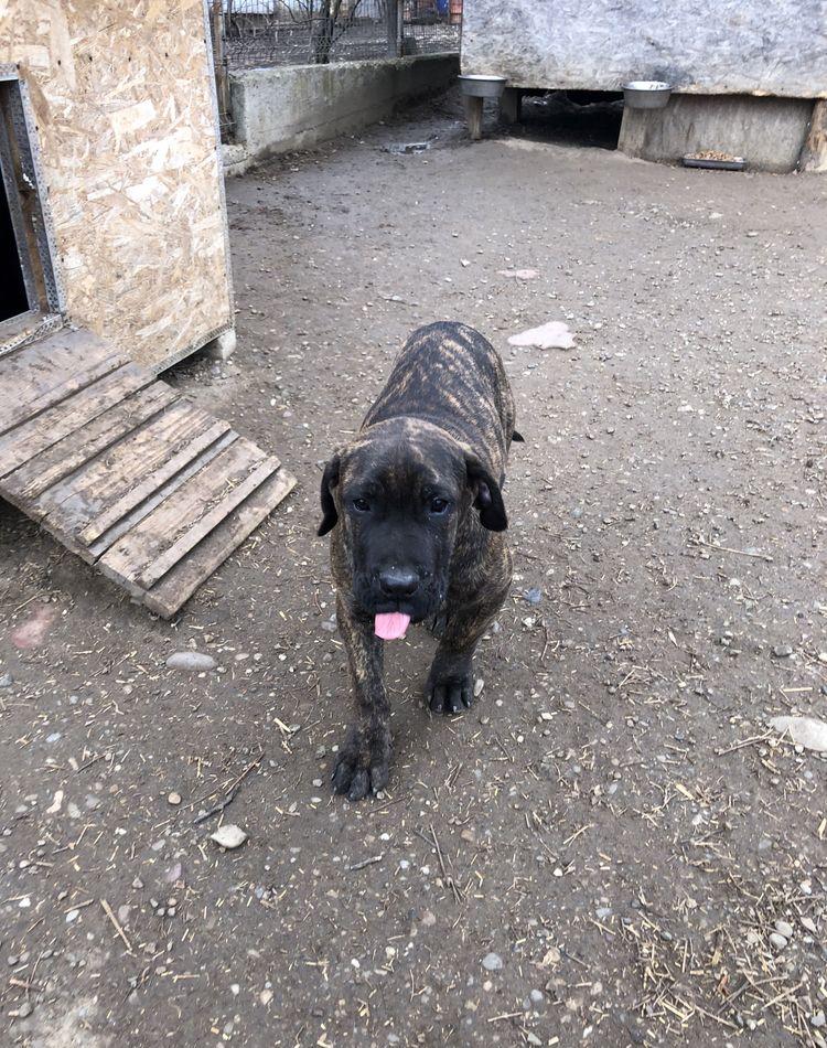 Vand catei presa canario