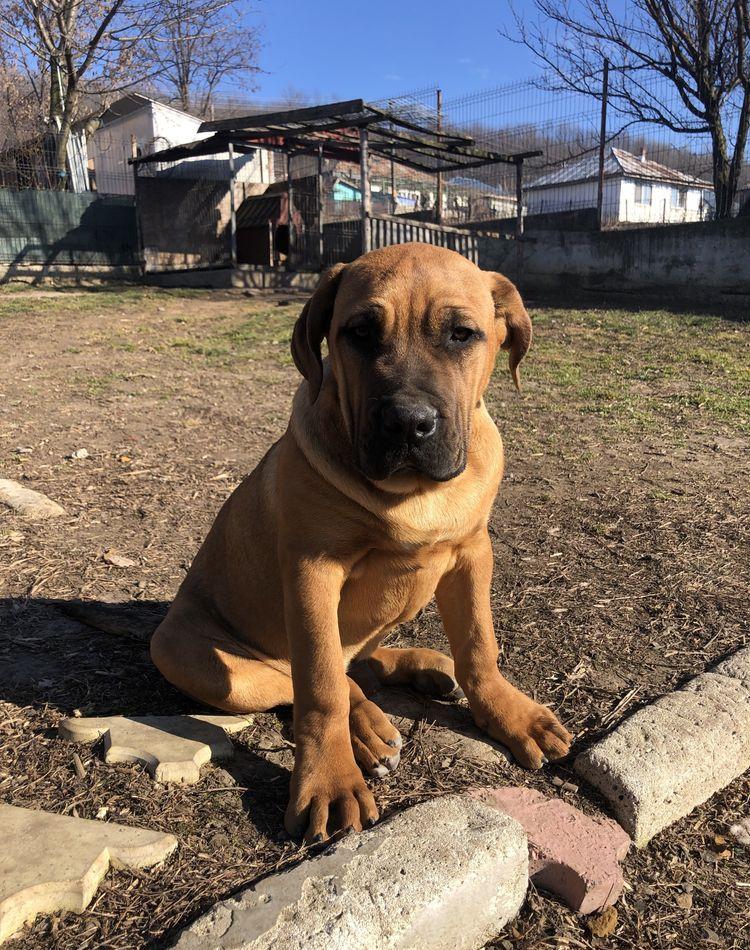 Vand catei presa canario