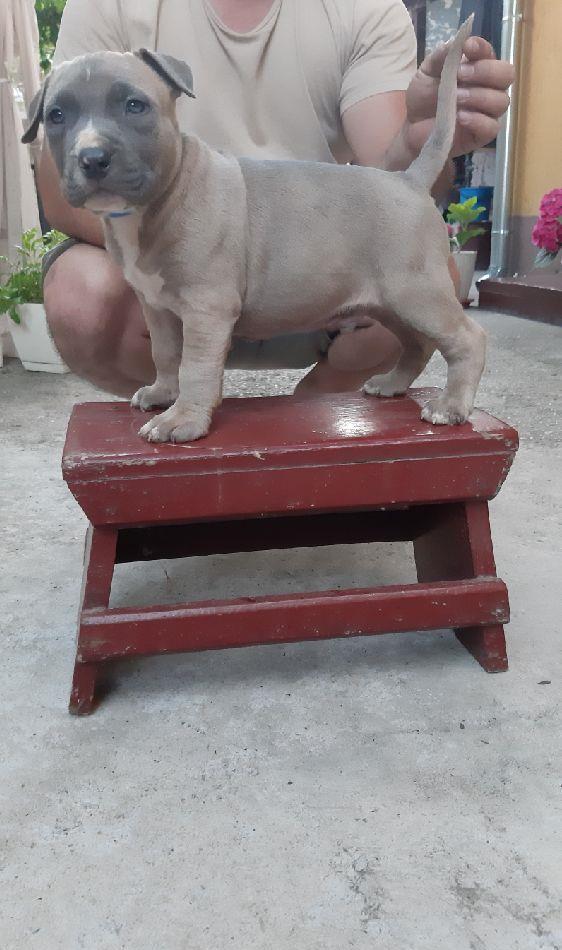 Vand cațeii Amstaff Bllue