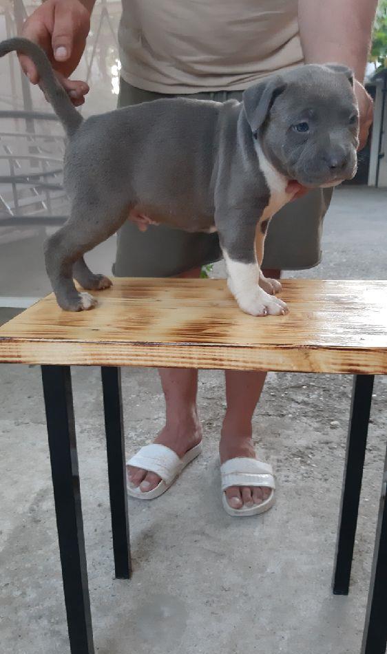Vand cațeii Amstaff Bllue