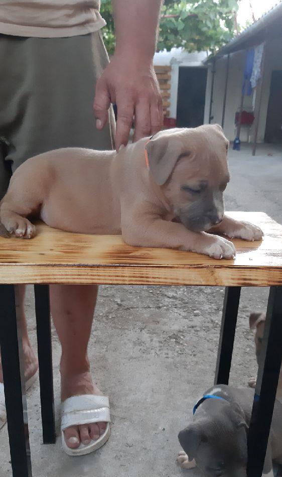 Vand cațeii Amstaff Bllue
