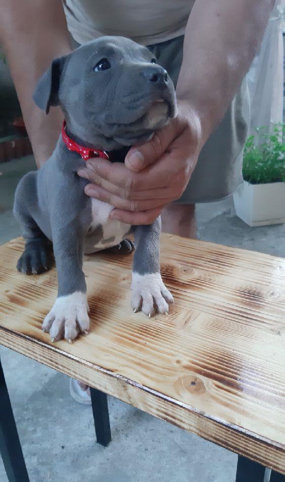 Vand cațeii Amstaff Bllue