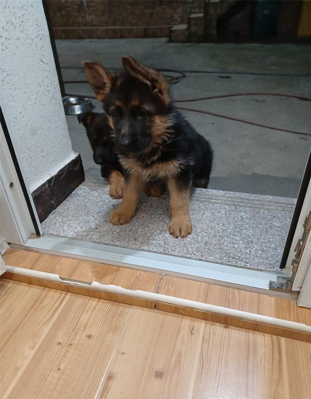 Vând cățeii Ciobănesc German