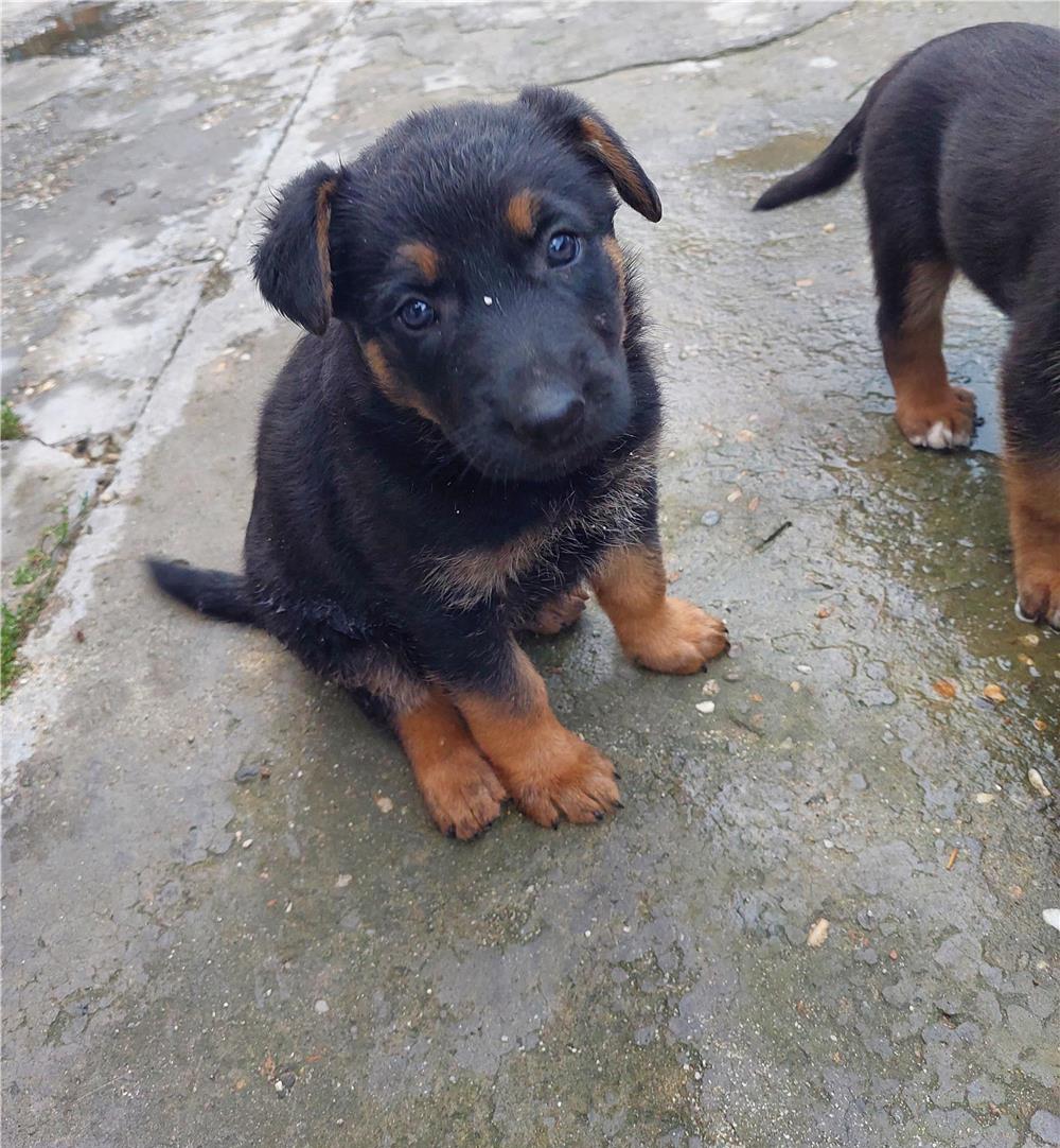 Vand cățeii de rasa Ciobănesc german!!