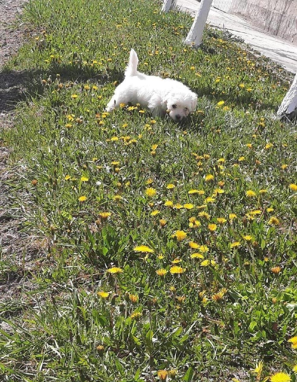 vând catel bichon maltez