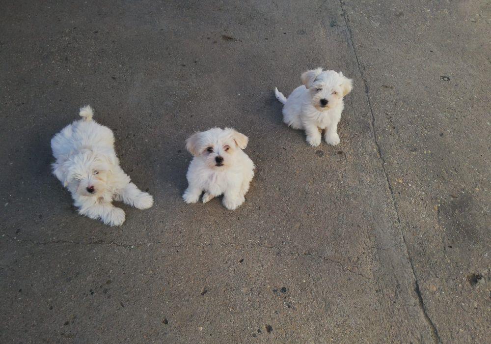 vând catel bichon maltez