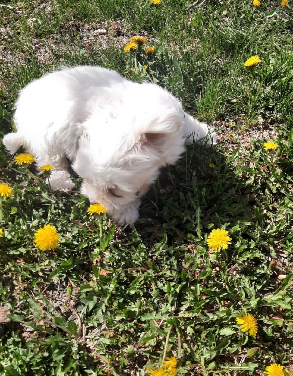 vând catel bichon maltez