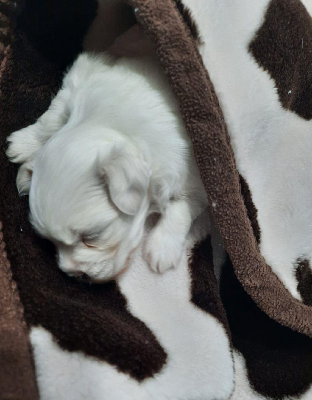 vând catel bichon maltez