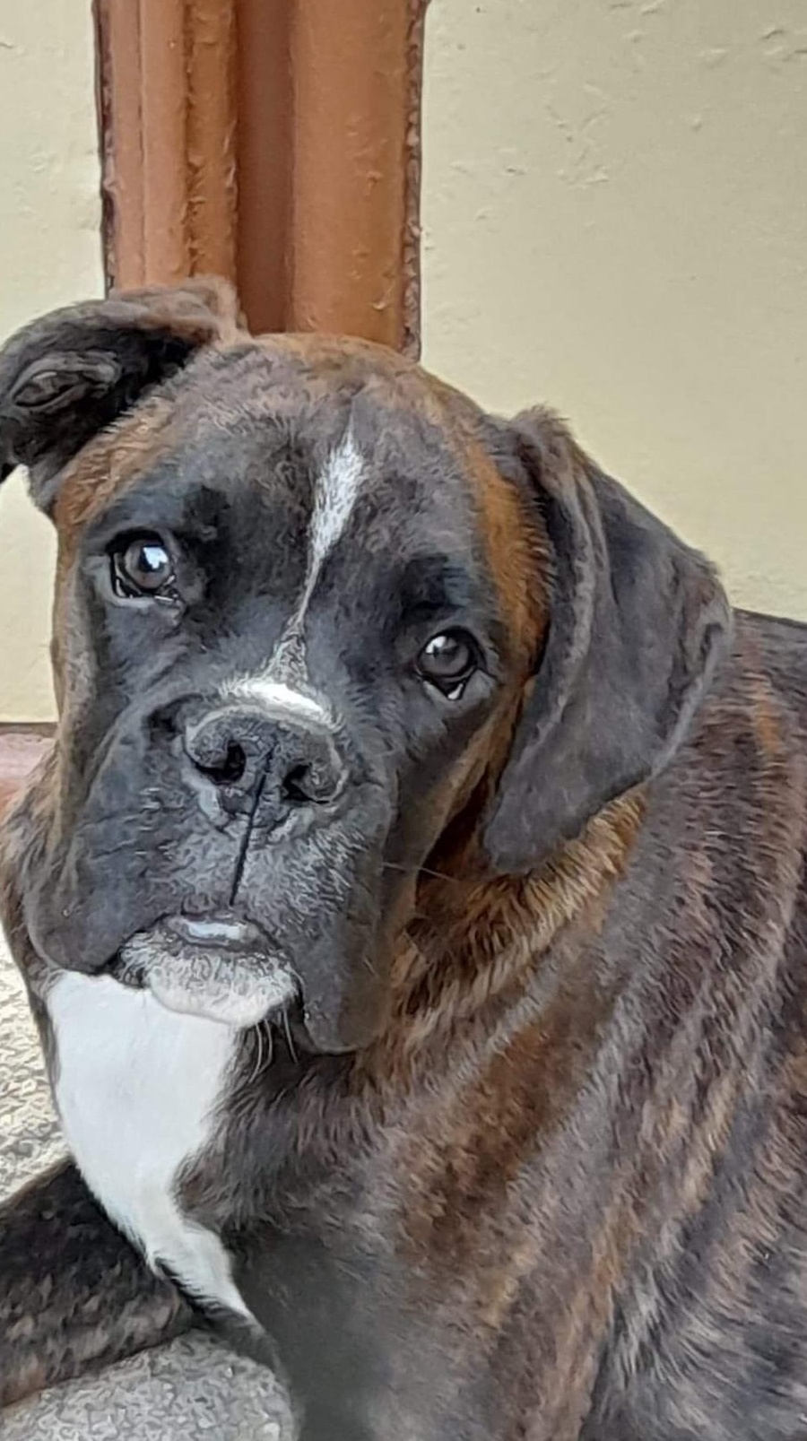 Vand catel boxer