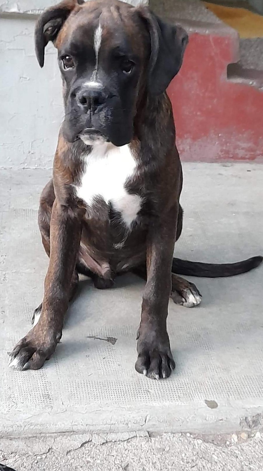 Vand catel boxer