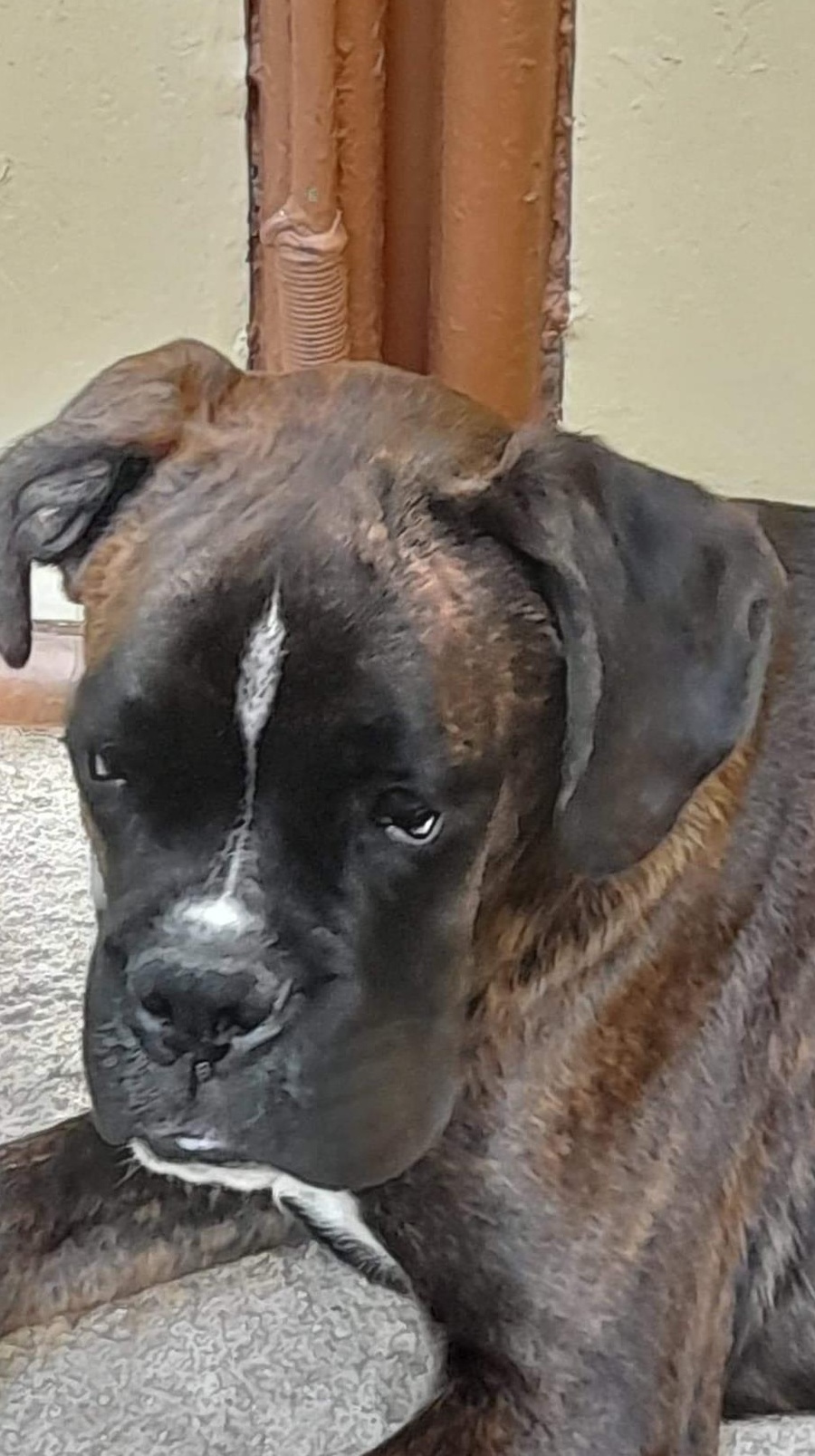 Vand catel boxer