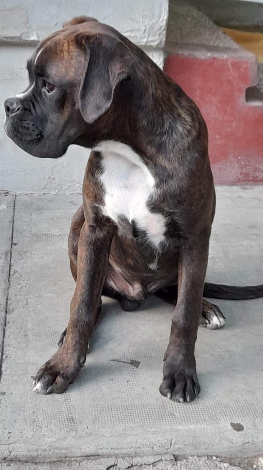 Vand catel boxer
